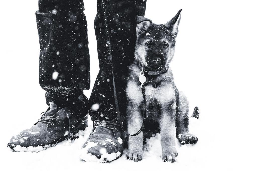 First Snow by Kristina Moraru